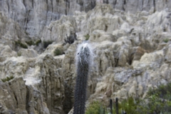 Oreocereus pseudofossulatus