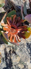 Protea recondita