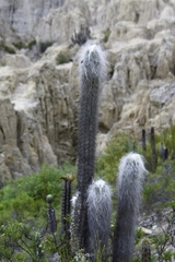 Oreocereus pseudofossulatus