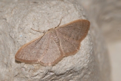 Idaea distinctaria