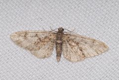 Eupithecia cocciferata