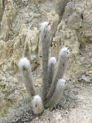 Oreocereus pseudofossulatus