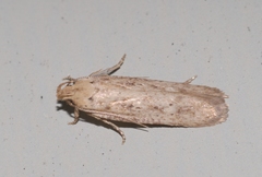 Platyedra subcinerea