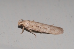 Platyedra subcinerea