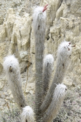 Oreocereus pseudofossulatus