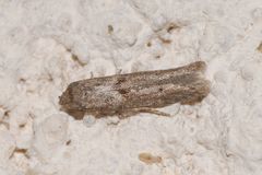 Blastobasis phycidella