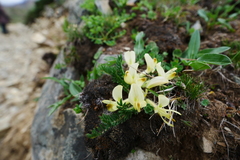 Astragalus acaulis