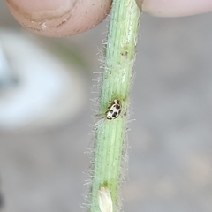 Psyllobora picta