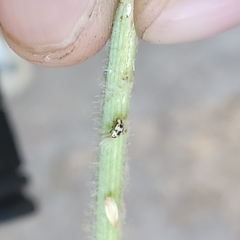 Psyllobora picta