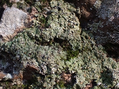 Squamarina cartilaginea