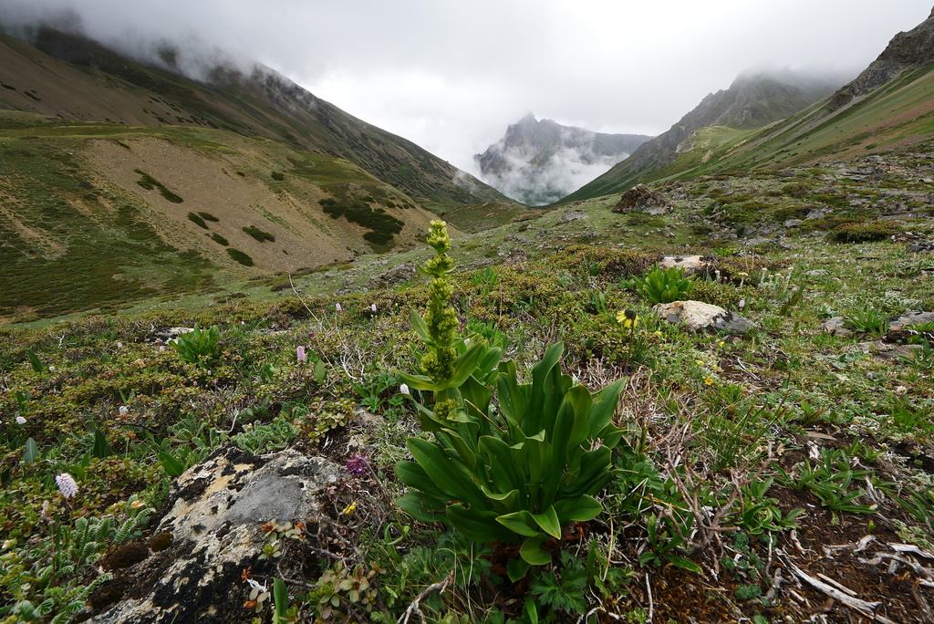 Veratrilla