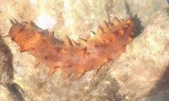 Holothuria arguinensis