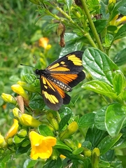 Lepidoptera