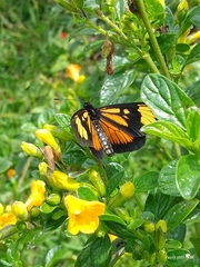 Lepidoptera