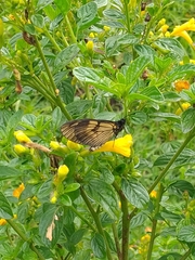 Lepidoptera