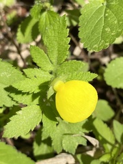 Calceolaria tripartita image