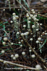 Marasmius wettsteinii