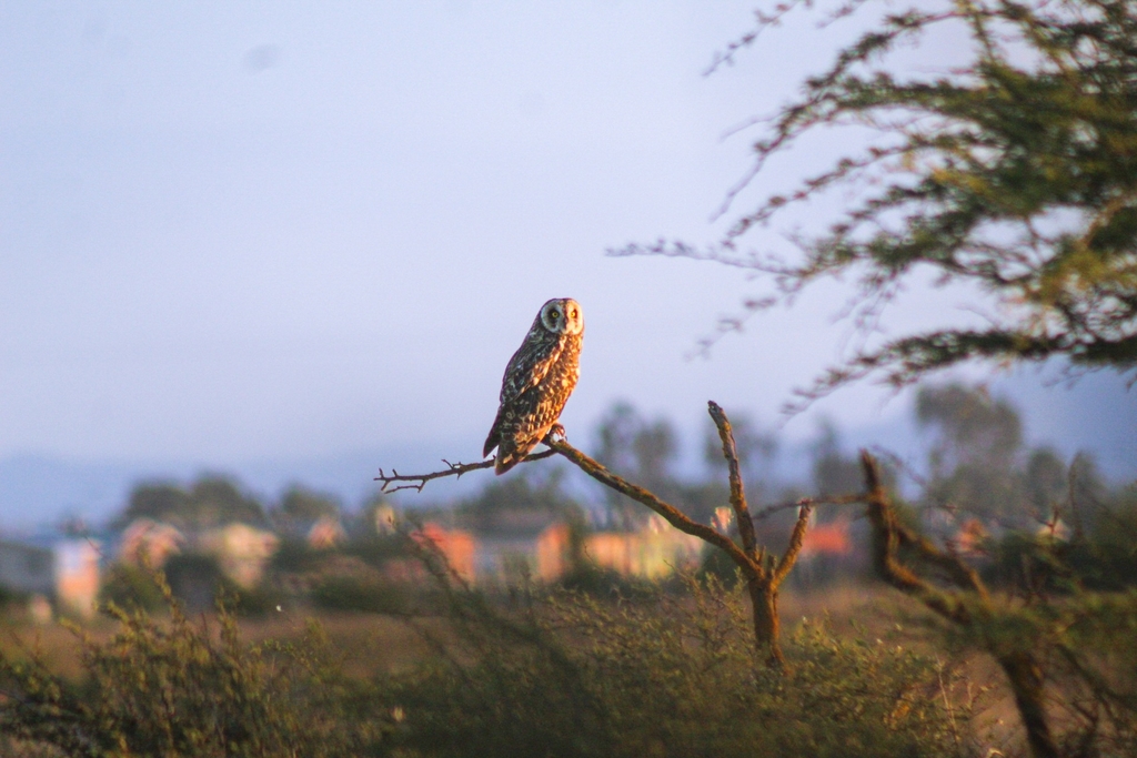 South American Short-eared Owl