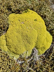 Bolax gummifera