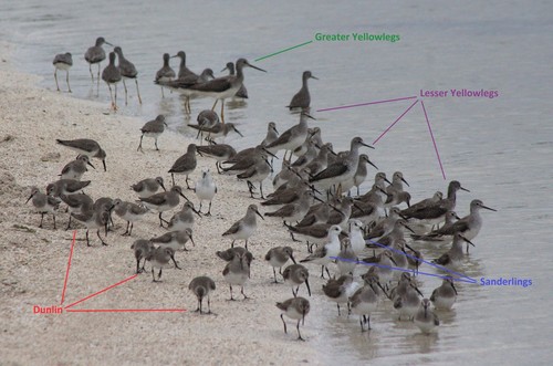 Dunlin