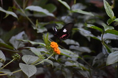 Parides anchises nephalion