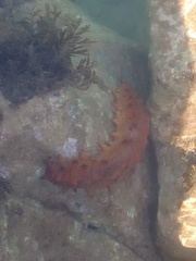 Holothuria arguinensis