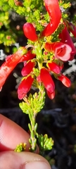Erica haematosiphon
