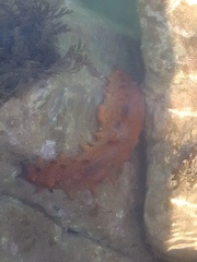 Holothuria arguinensis