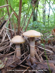 Cortinarius anomalus