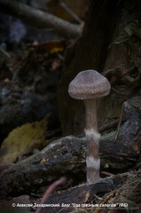 Cortinarius evernius