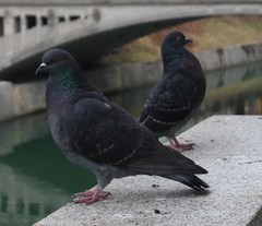 Columba livia domestica