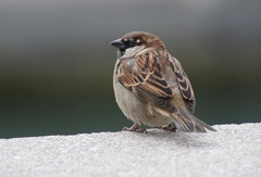 Passer domesticus