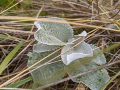 Senecio candidans