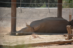 Ceratotherium simum
