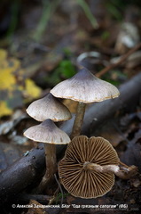 Cortinarius decipiens
