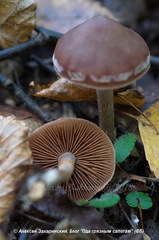 Cortinarius depressus