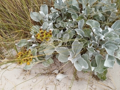 Senecio candidans
