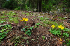 Trollius pumilus