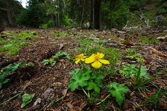 Trollius pumilus