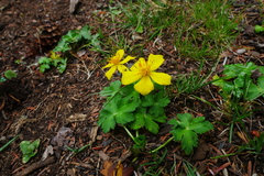 Trollius pumilus