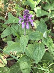 Stachys rigida