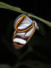 Vila azeca