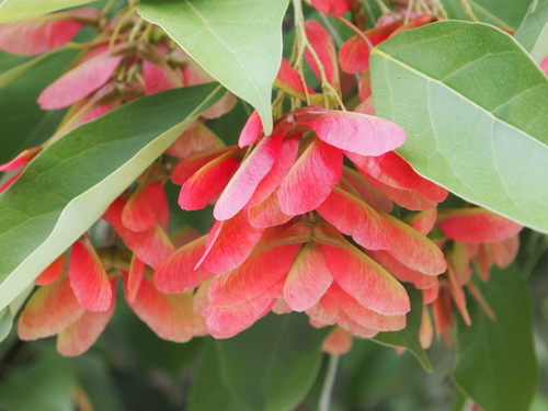 Acer oblongum (Acer oblongum)