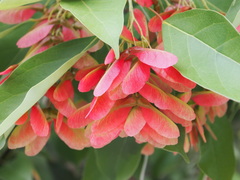 Acer sino-oblongum