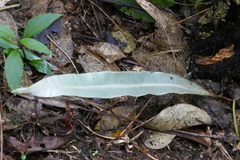 Elaphoglossum splendens