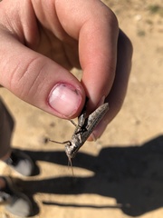 Melanoplus cinereus
