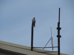 Streptopelia decaocto