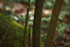 Lindera umbellata