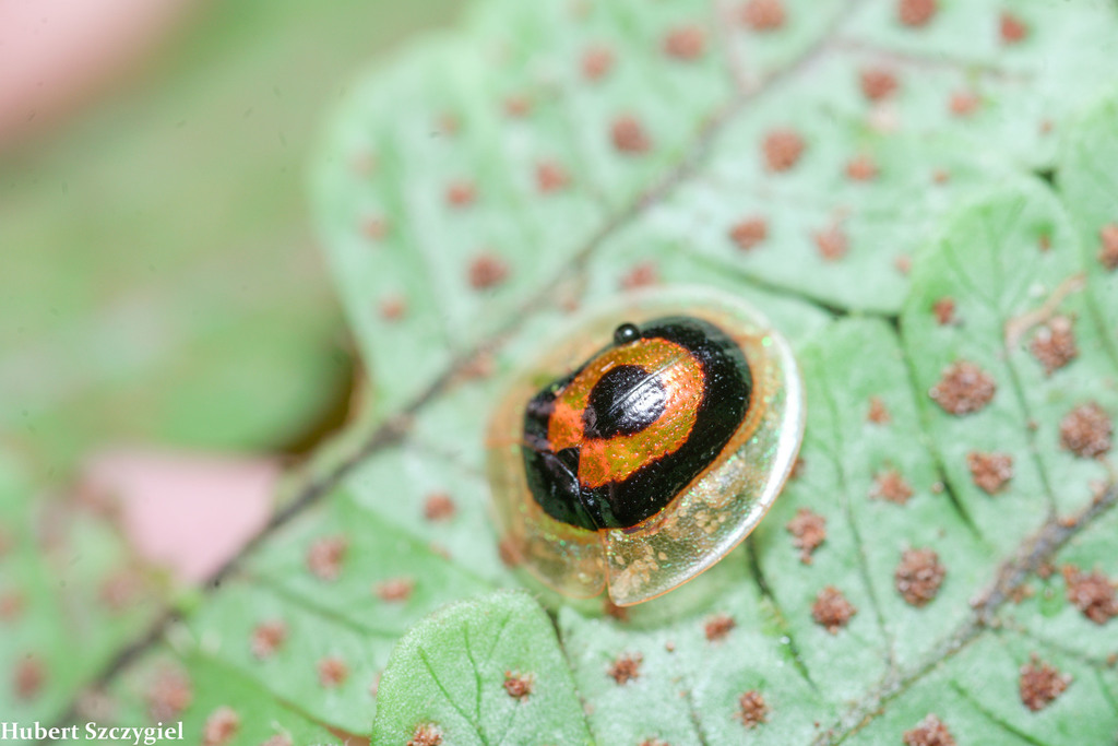 Charidotis incincta