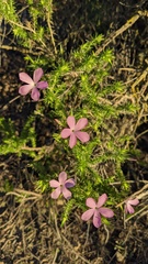 Linanthus californicus